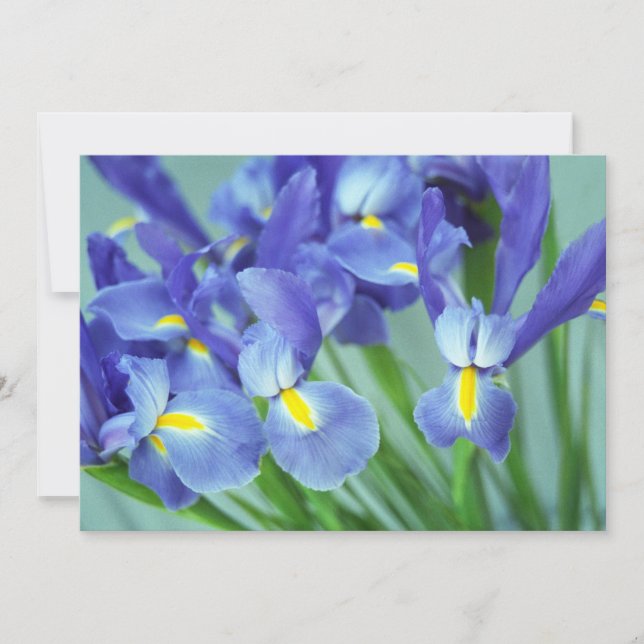 "Spring" Iris Flowers Photo Invitation (Front)