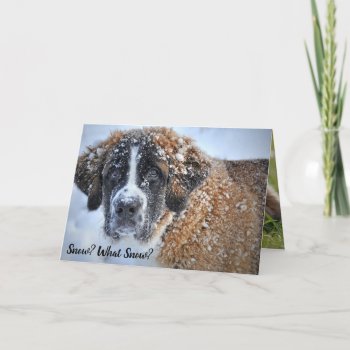 Spring Is Coming St. Bernard Cute Bunny Card by PartyPrep at Zazzle