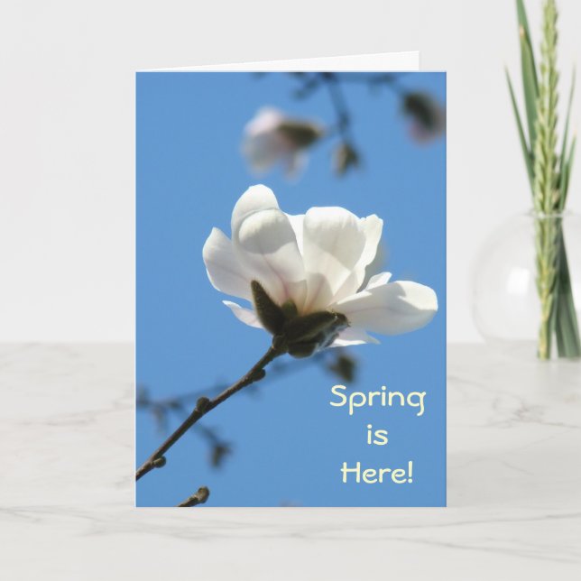 Spring is Here! Greeting Cards White Magnolia Tree (Front)