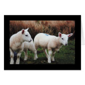 Spring Lamb (Front Horizontal)