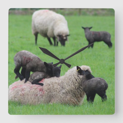 Spring Lamb and Sheep Square Wall Clock