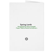 Spring Lamb Cards (Back)