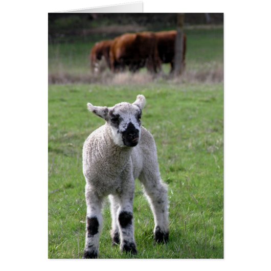 Spring Lamb Cards (Front)