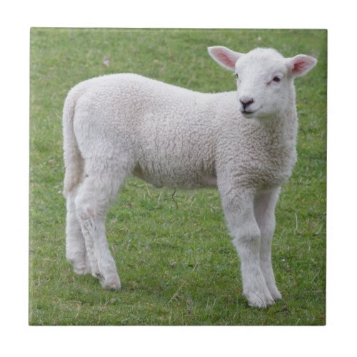 Spring lamb ceramic tile