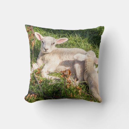 Spring lamb cushion