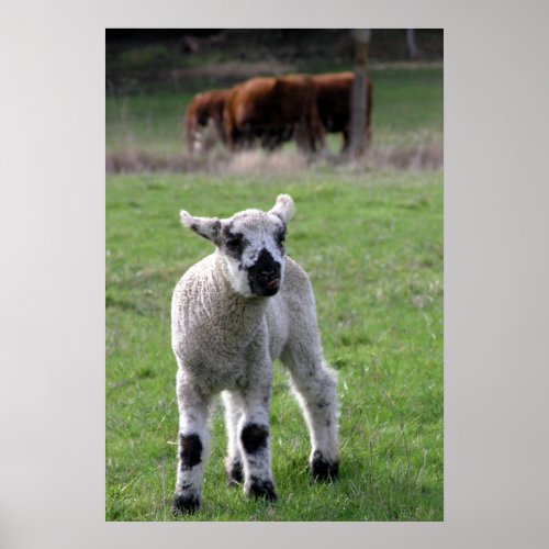 Spring Lamb _ Fine Art Prints