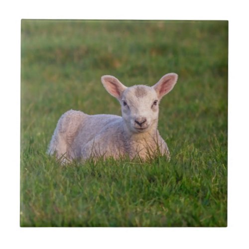 Spring lamb tile