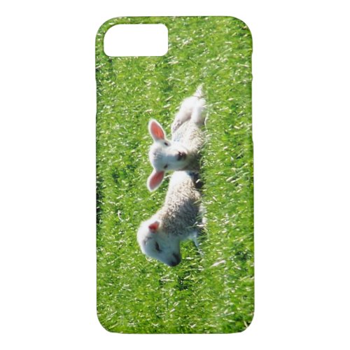 Spring Lambs in the Sunshine Cornwall England iPhone 87 Case