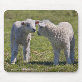 Spring Lambs Mousemat Mouse Pad