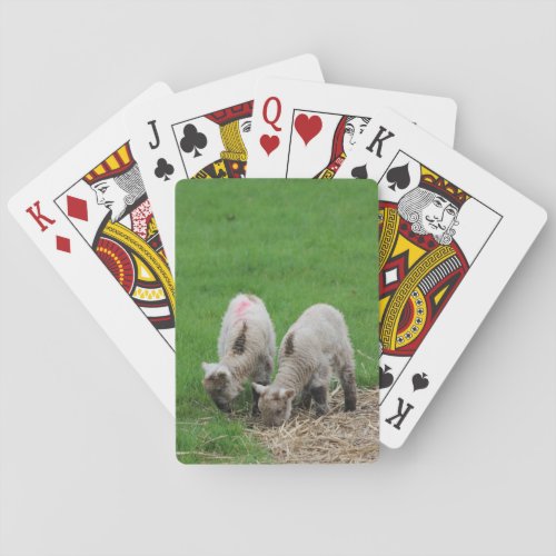 Spring Lambs Poker Cards