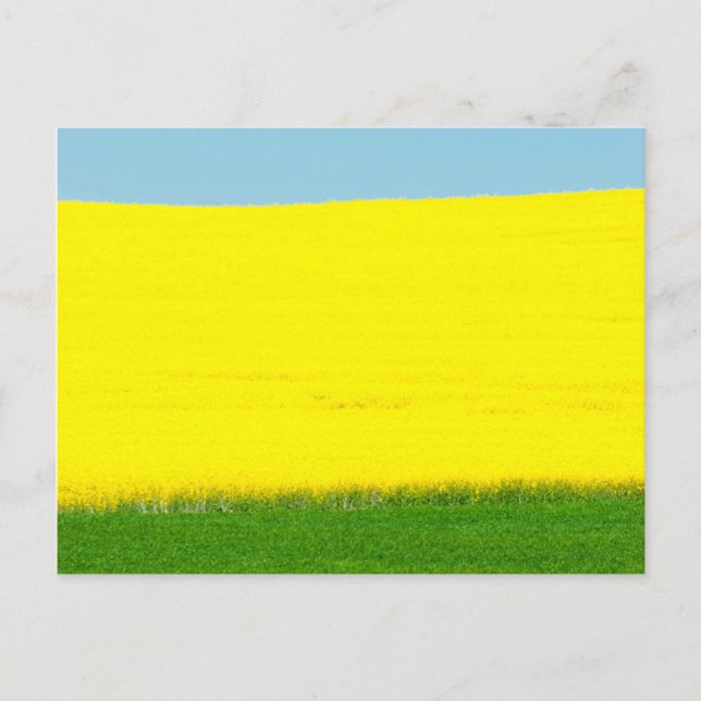 Spring Landscape Meadow Postcard (Front)