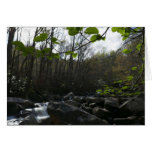 Spring Leaves at the Little Pigeon River