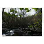 Spring Leaves at the Little Pigeon River Cards
