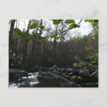 Spring Leaves at the Little Pigeon River Postcard