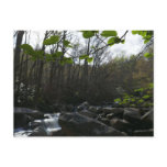 Spring Leaves at the Little Pigeon River Postcard