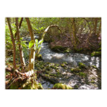 Spring Leaves at the Little Pigeon River Poster