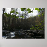 Spring Leaves at the Little Pigeon River Poster