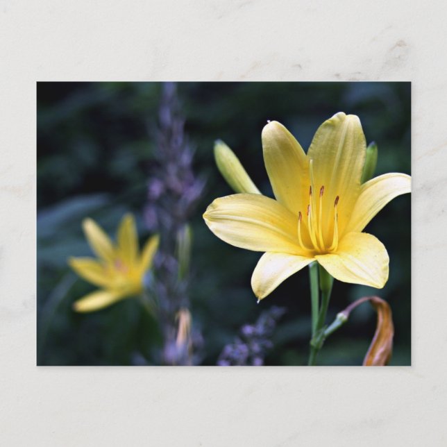 Spring Lilies Postcard (Front)