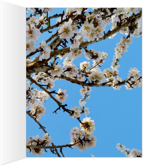 Spring Love Blossoms, (Inside (Right))