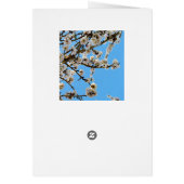 Spring Love Blossoms, (Back)