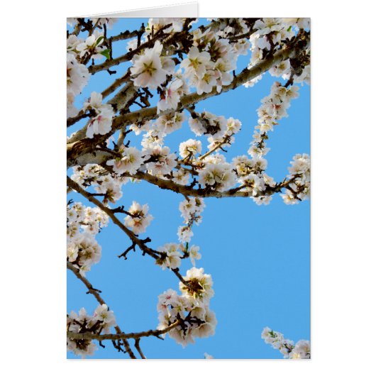 Spring Love Blossoms, (Front)