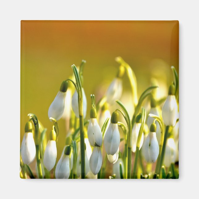 Spring - Magnet (Front)