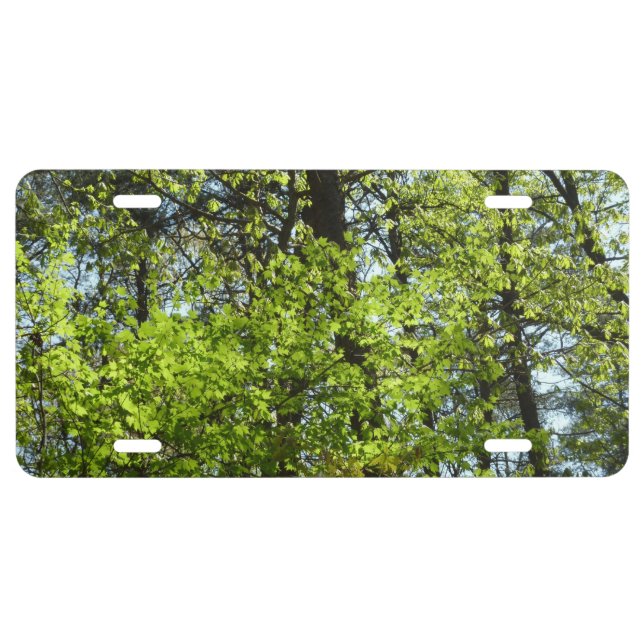 Spring Maple Leaves Nature License Plate (Front)