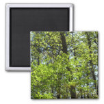 Spring Maple Leaves Nature Magnet