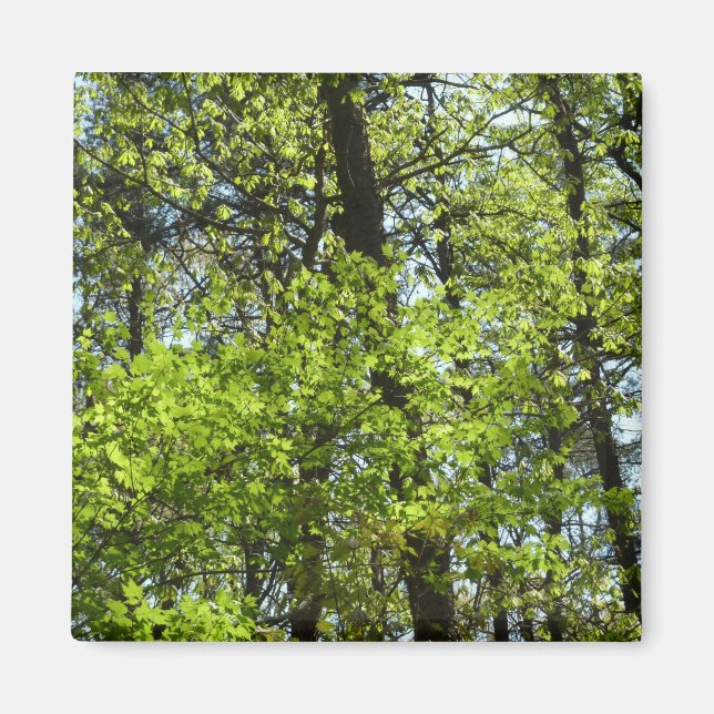 Spring Maple Leaves Nature Magnet (Front)