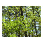 Spring Maple Leaves Nature Photo Print