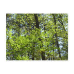 Spring Maple Leaves Nature Postcard