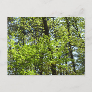 Spring Maple Leaves Nature Postcard