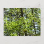 Spring Maple Leaves Nature Postcard