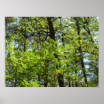 Spring Maple Leaves Nature Poster