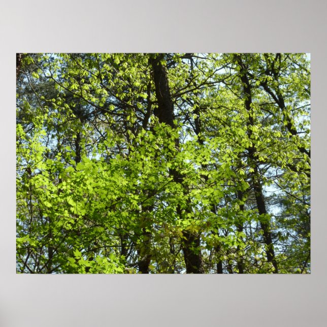 Spring Maple Leaves Nature Poster (Front)