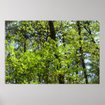 Spring Maple Leaves Nature Poster