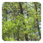 Spring Maple Leaves Nature Square Sticker