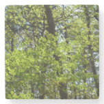 Spring Maple Leaves Nature Stone Coaster