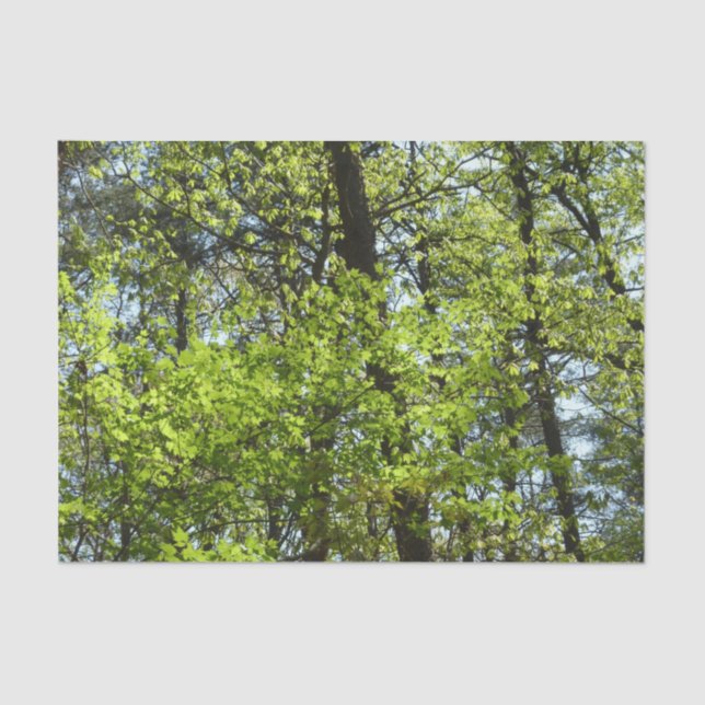 Spring Maple Leaves Nature Tissue Paper (Front)