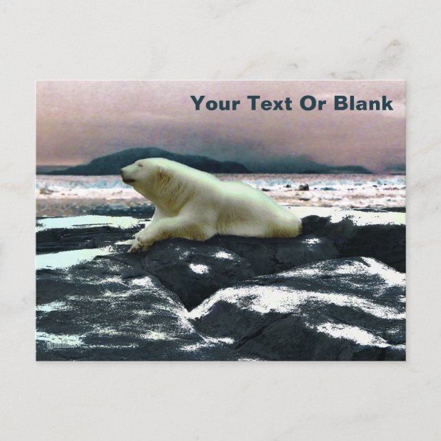 Spring Melt Polar Bear  Postcard (Front)