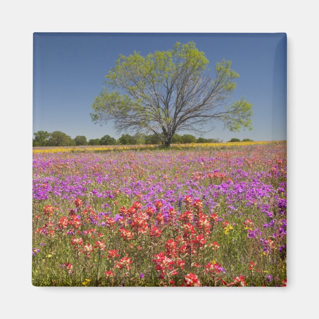 Spring mesquite trees growing in wildflowers, magnet (Front)