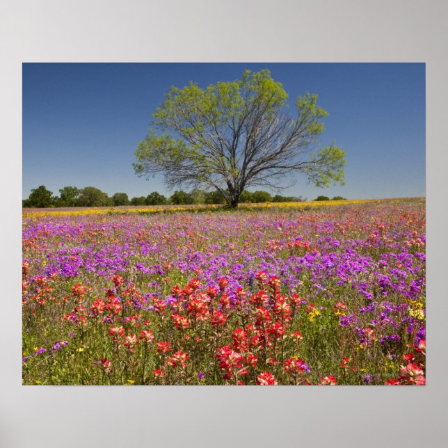 Spring mesquite trees growing in wildflowers poster (Front)