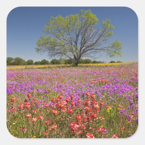 Spring mesquite trees growing in wildflowers square sticker