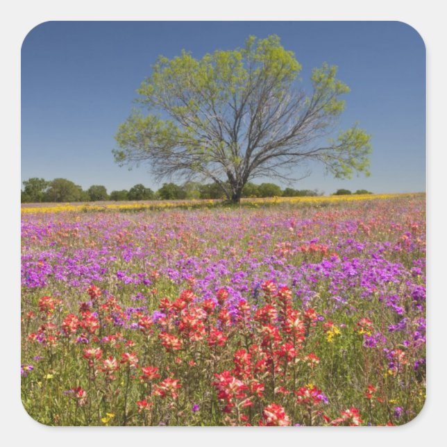 Spring mesquite trees growing in wildflowers, square sticker (Front)