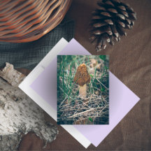 Spring Morel Mushroom
