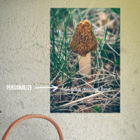 Spring Morel Mushroom