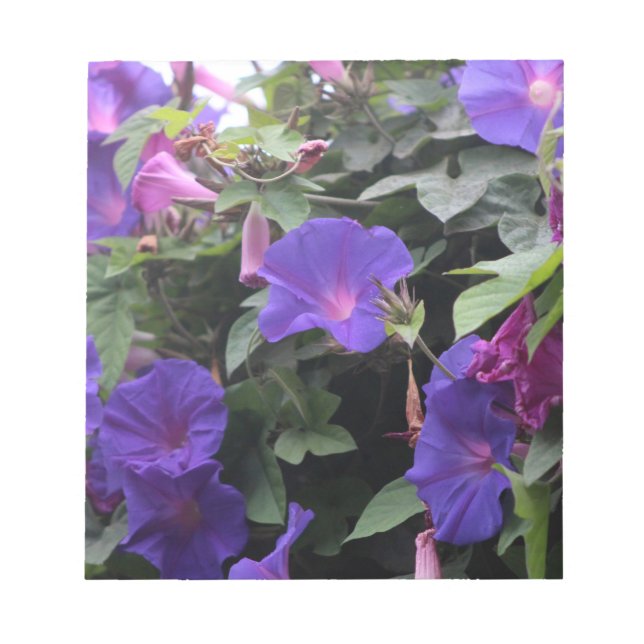 Spring Morning Glories in Blue Notepad (Front)