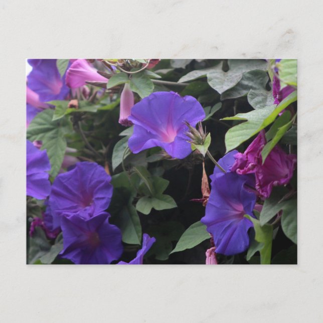 Spring Morning Glories in Blue Postcard (Front)
