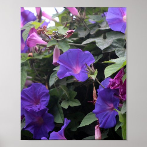 Spring Morning Glories in Blue Poster