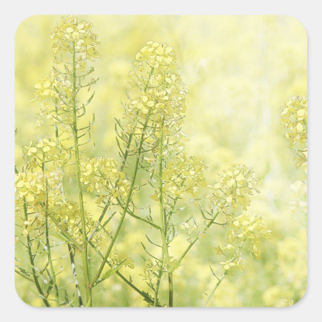 Spring Mustard Square Sticker (Front)